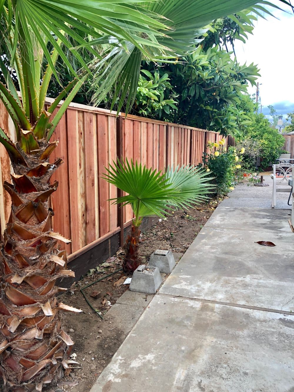 Lush backyard featuring a palm tree and a wooden fence along a concrete path.