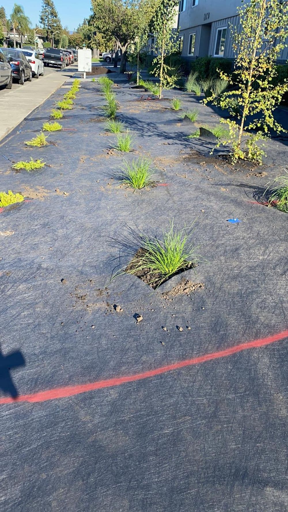 Landscaped area with plants and trees on black mulch fabric in a residential setting.