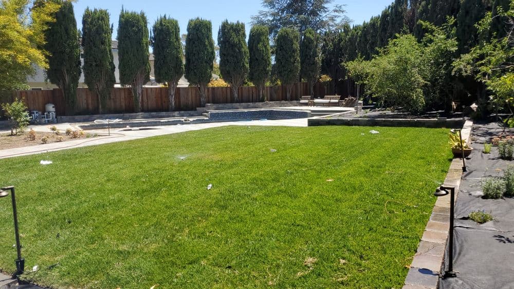 Spacious backyard with green lawn, pool area, and tall privacy trees.