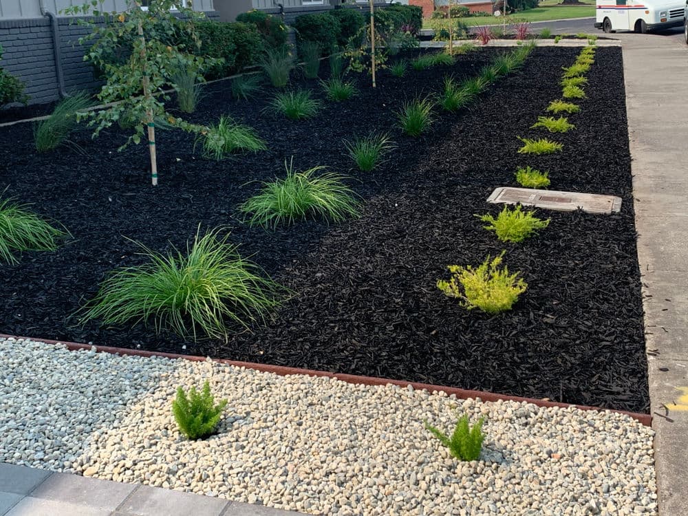 Modern landscape design featuring black mulch, ornamental grasses, and gravel accents.