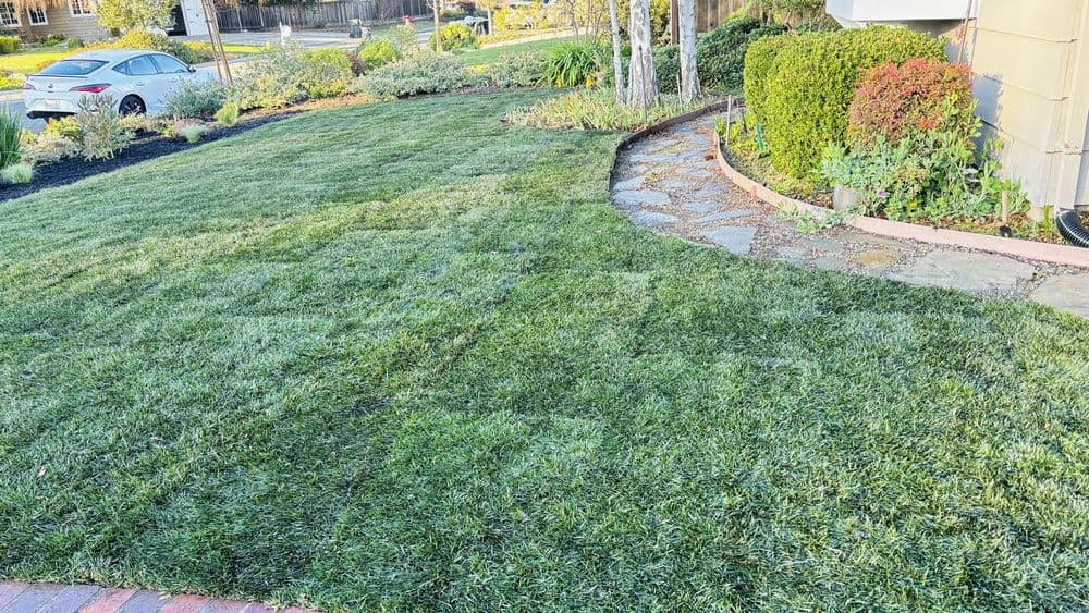 Lush green lawn with curved stone pathway and landscaped garden areas in a residential yard.